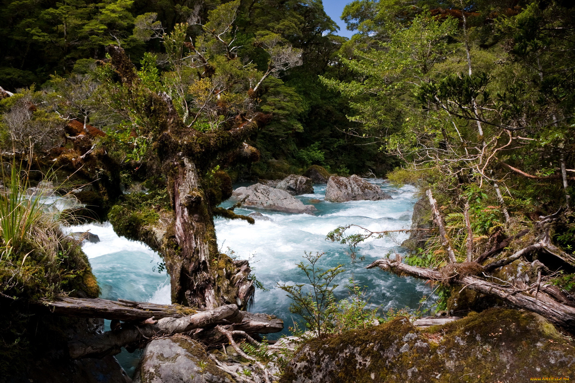 new, zealand, , , , , , 